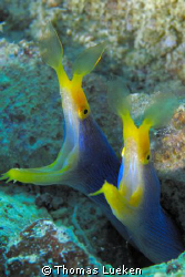 double whopper in Mabul - D200 by Thomas Lueken 